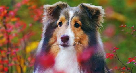 shetland sheepdog personality.